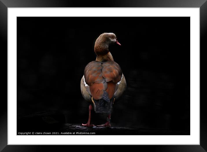 Egyptian goose in low key Framed Mounted Print by claire chown