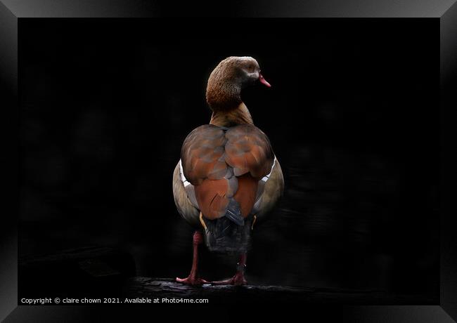 Egyptian goose in low key Framed Print by claire chown