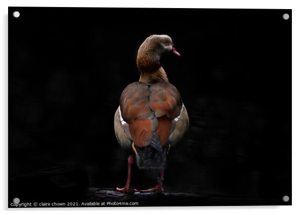 Egyptian goose in low key Acrylic by claire chown