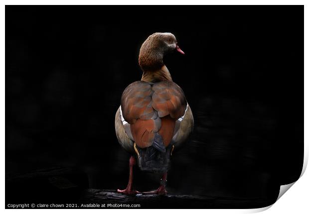 Egyptian goose in low key Print by claire chown