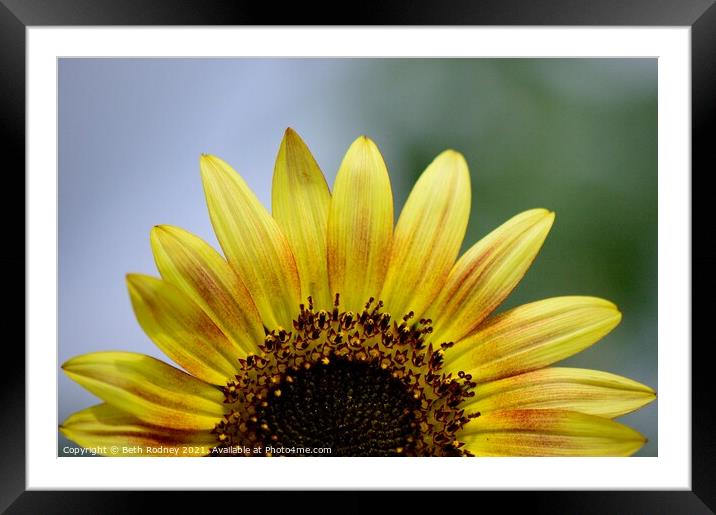Half sunflower close-up Framed Mounted Print by Beth Rodney