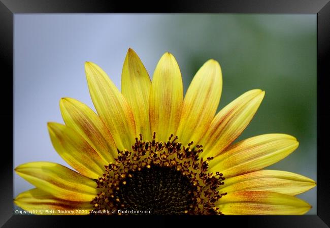 Half sunflower close-up Framed Print by Beth Rodney