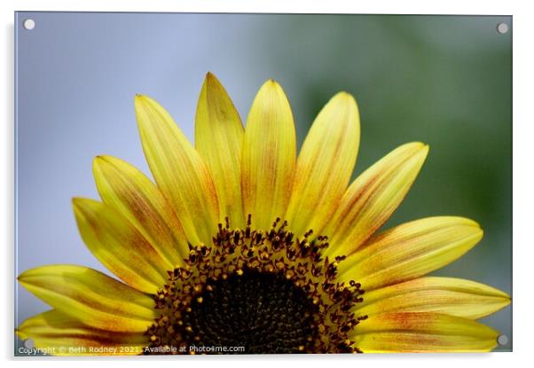 Half sunflower close-up Acrylic by Beth Rodney