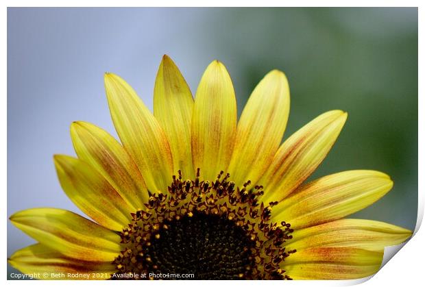 Half sunflower close-up Print by Beth Rodney
