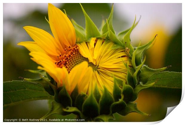 Peeking Sunflower close-up Print by Beth Rodney