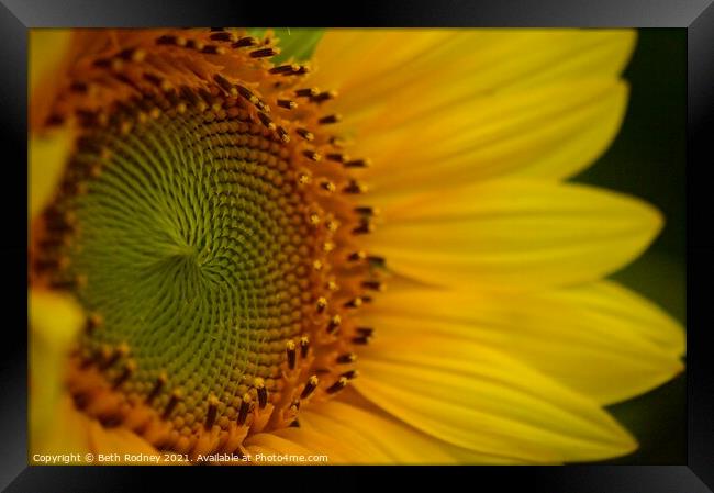 Sunflower Center close-up Framed Print by Beth Rodney