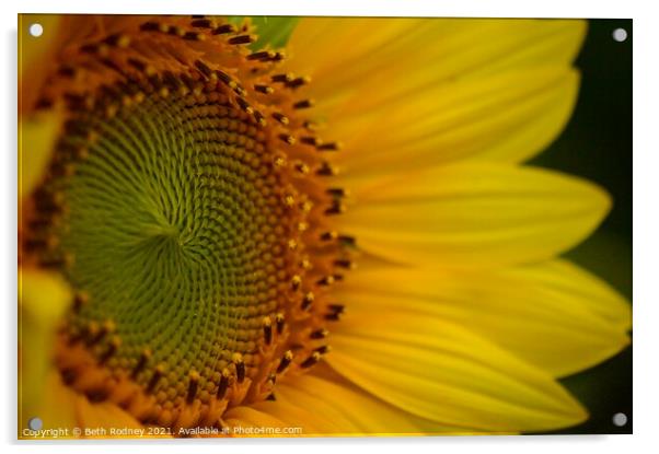 Sunflower Center close-up Acrylic by Beth Rodney