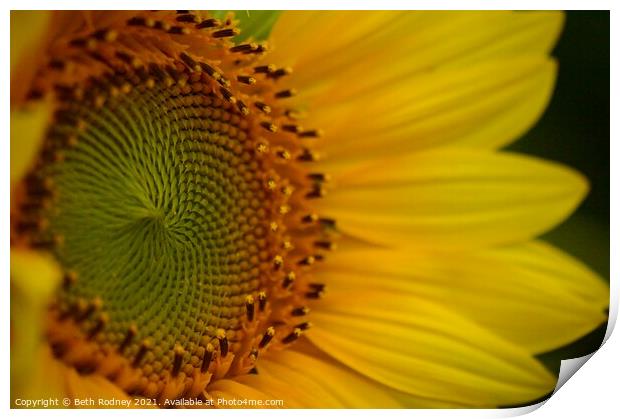 Sunflower Center close-up Print by Beth Rodney