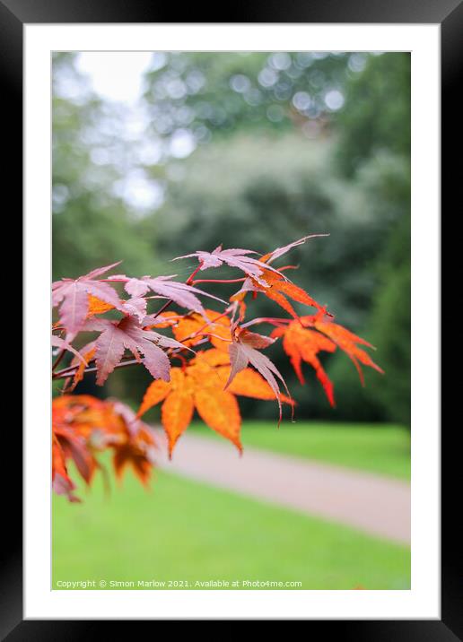 A Vivid Autumn Display Framed Mounted Print by Simon Marlow