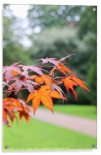 A Vivid Autumn Display Acrylic by Simon Marlow