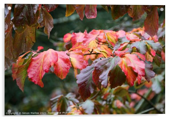 Westonbirt Arboretum Acrylic by Simon Marlow