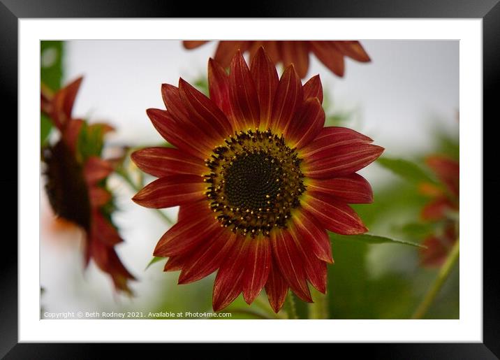 Sunflower  Framed Mounted Print by Beth Rodney