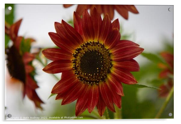 Sunflower  Acrylic by Beth Rodney