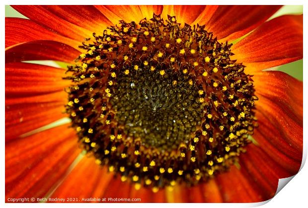 Sunflower stamen close-up Print by Beth Rodney