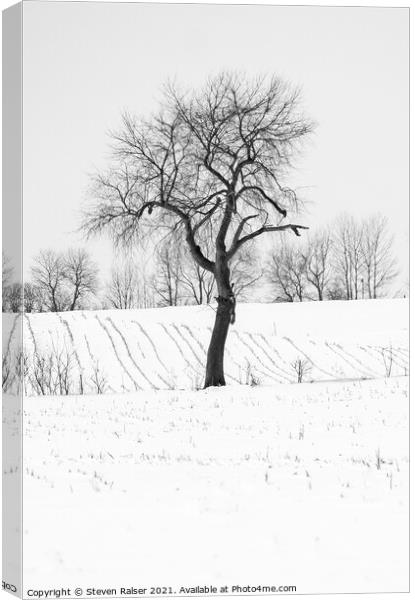 Tree in Snow, Wisconsin, USA Canvas Print by Steven Ralser