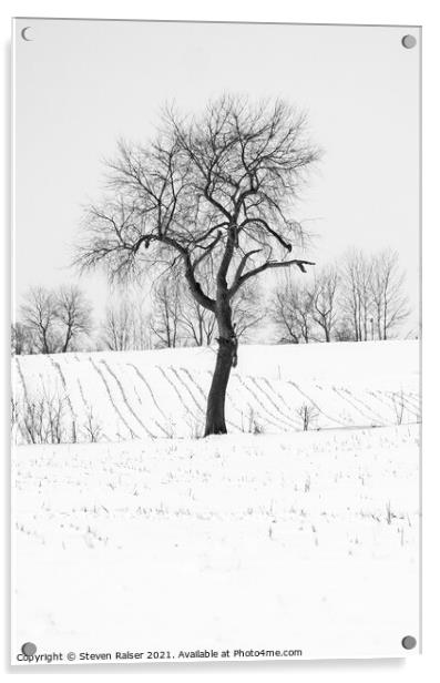 Tree in Snow, Wisconsin, USA Acrylic by Steven Ralser