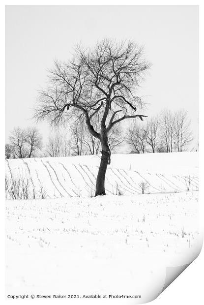 Tree in Snow, Wisconsin, USA Print by Steven Ralser