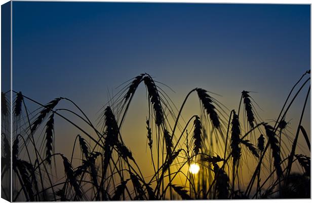 Wheat Sunrise Canvas Print by Kevin Tate