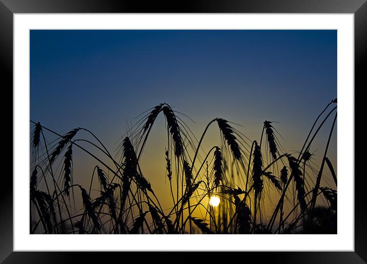 Wheat Sunrise Framed Mounted Print by Kevin Tate