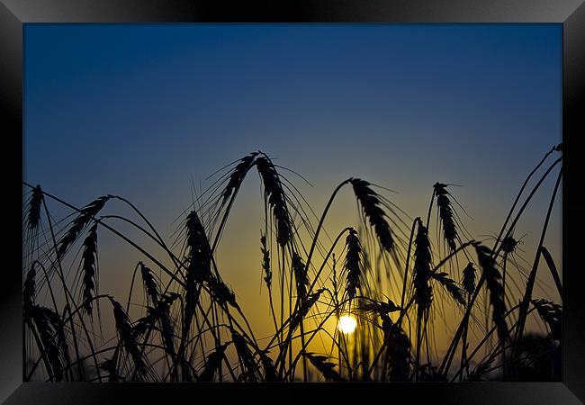Wheat Sunrise Framed Print by Kevin Tate