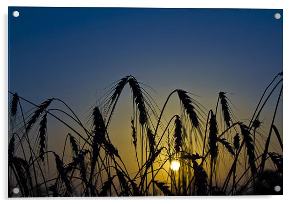 Wheat Sunrise Acrylic by Kevin Tate