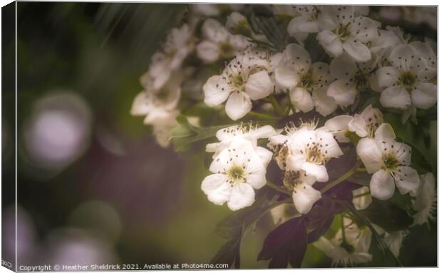 White blossom in the rain Canvas Print by Heather Sheldrick