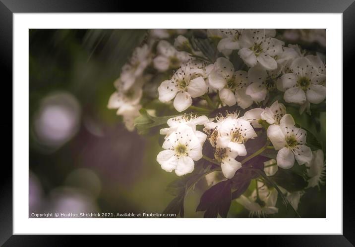 White blossom in the rain Framed Mounted Print by Heather Sheldrick