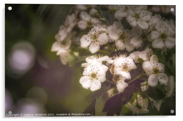 White blossom in the rain Acrylic by Heather Sheldrick