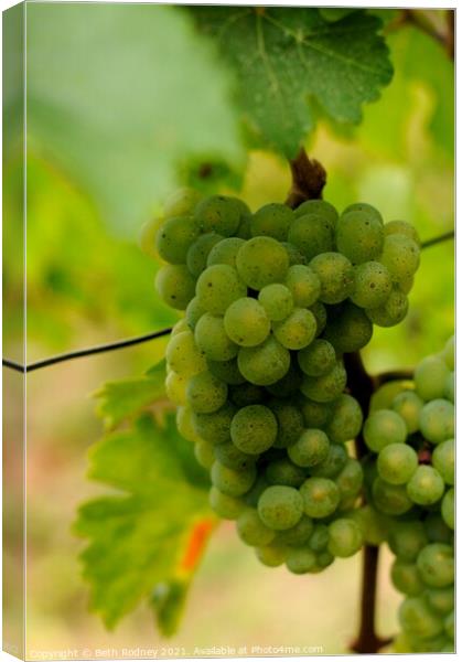White wine grapes Canvas Print by Beth Rodney