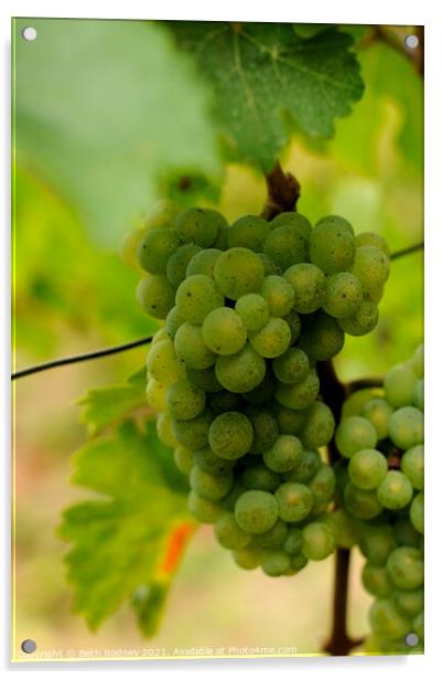 White wine grapes Acrylic by Beth Rodney