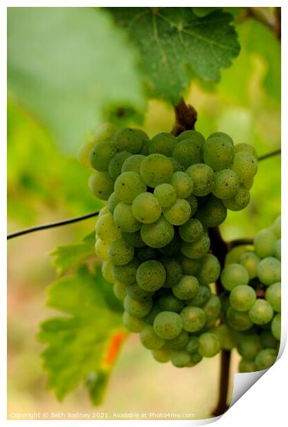 White wine grapes Print by Beth Rodney