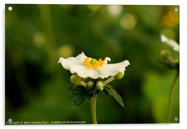 Japanese anenome flower Acrylic by Beth Rodney