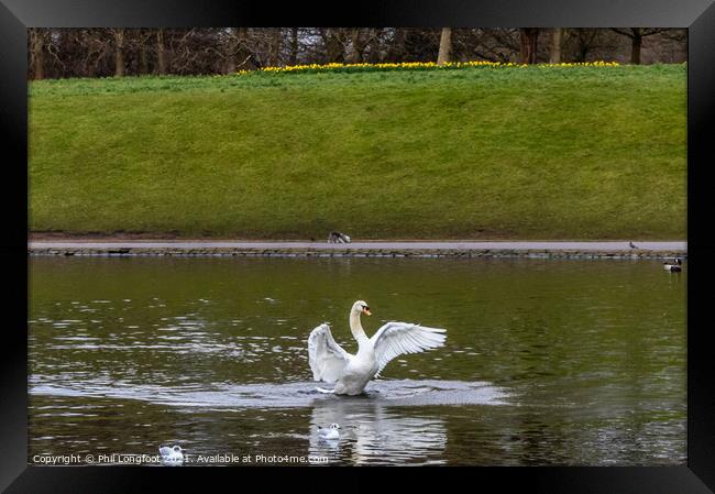 Swan flapping its wings Framed Print by Phil Longfoot