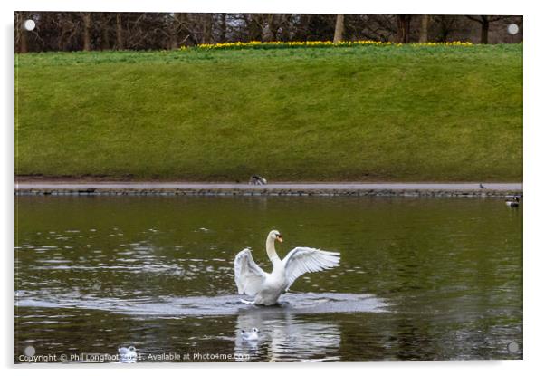 Swan flapping its wings Acrylic by Phil Longfoot