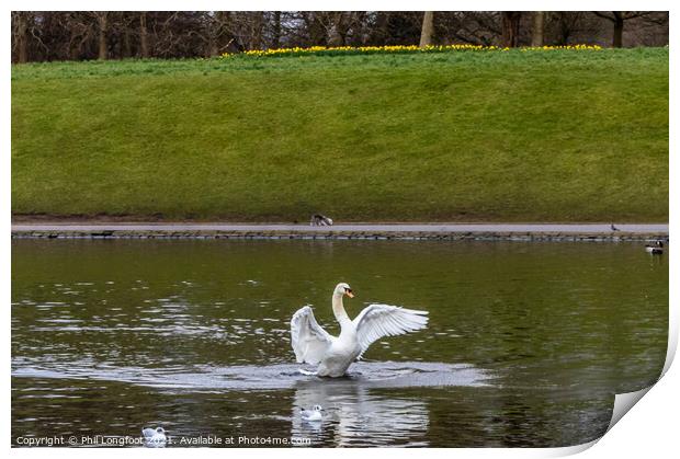 Swan flapping its wings Print by Phil Longfoot