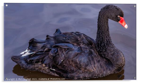 Black Swan Acrylic by Phil Longfoot