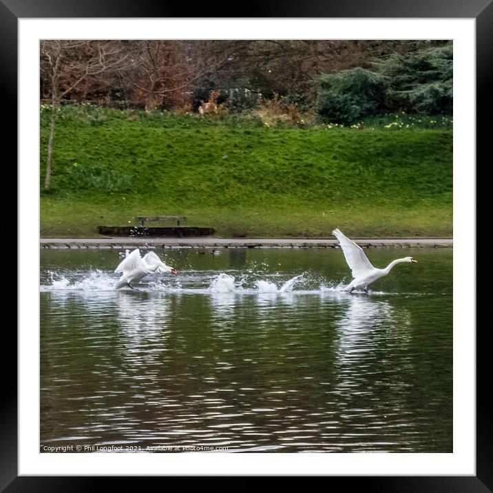 Swan take off. Framed Mounted Print by Phil Longfoot