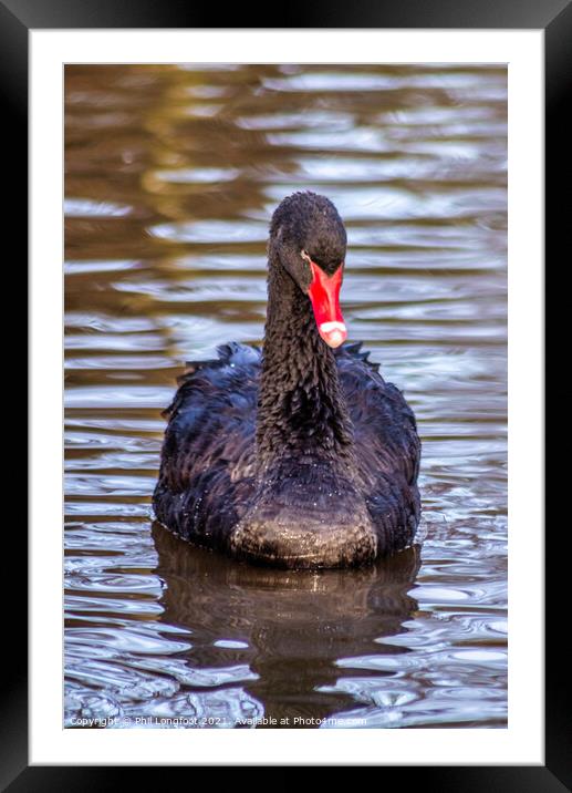Black Swan  Framed Mounted Print by Phil Longfoot