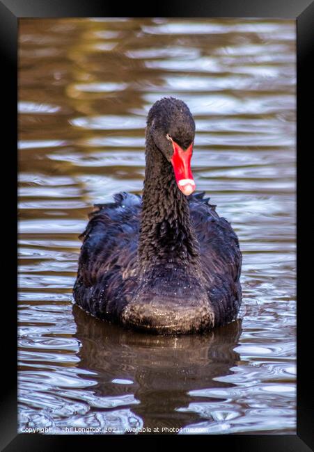 Black Swan  Framed Print by Phil Longfoot
