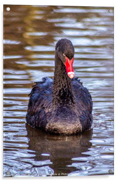 Black Swan  Acrylic by Phil Longfoot