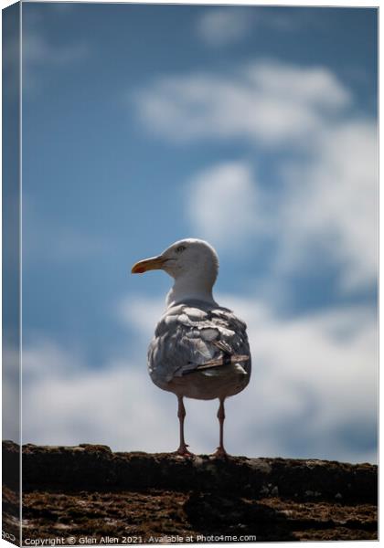 Cornwall Gull Canvas Print by Glen Allen