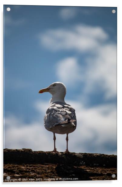 Cornwall Gull Acrylic by Glen Allen