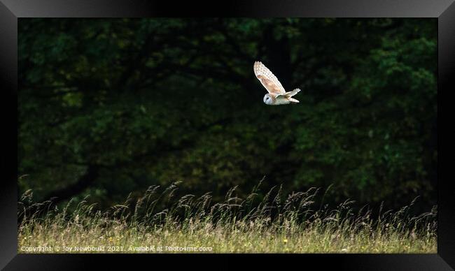 Barn Owl in flight Framed Print by Joy Newbould