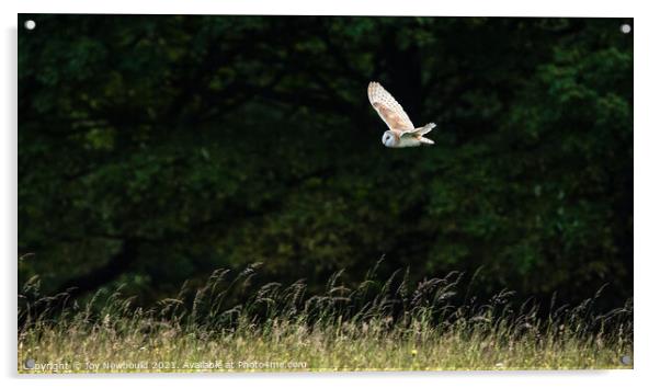 Barn Owl in flight Acrylic by Joy Newbould