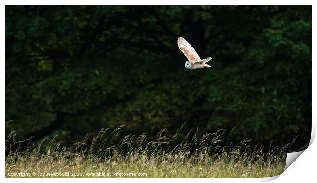 Barn Owl in flight Print by Joy Newbould