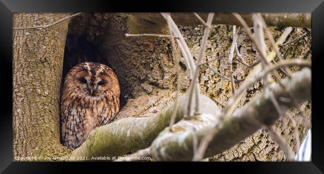 Tawny Owl watching the world go by Framed Print by Joy Newbould