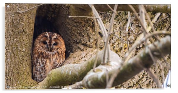 Tawny Owl watching the world go by Acrylic by Joy Newbould