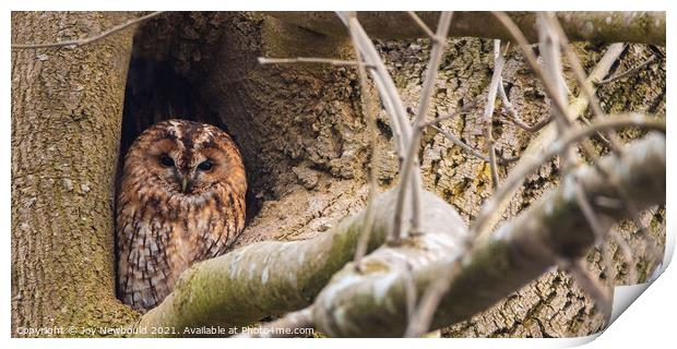 Tawny Owl watching the world go by Print by Joy Newbould