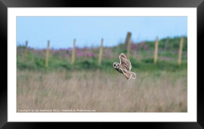 Short Eared Owl in flight  Framed Mounted Print by Joy Newbould