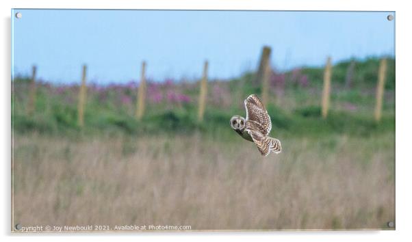 Short Eared Owl in flight  Acrylic by Joy Newbould